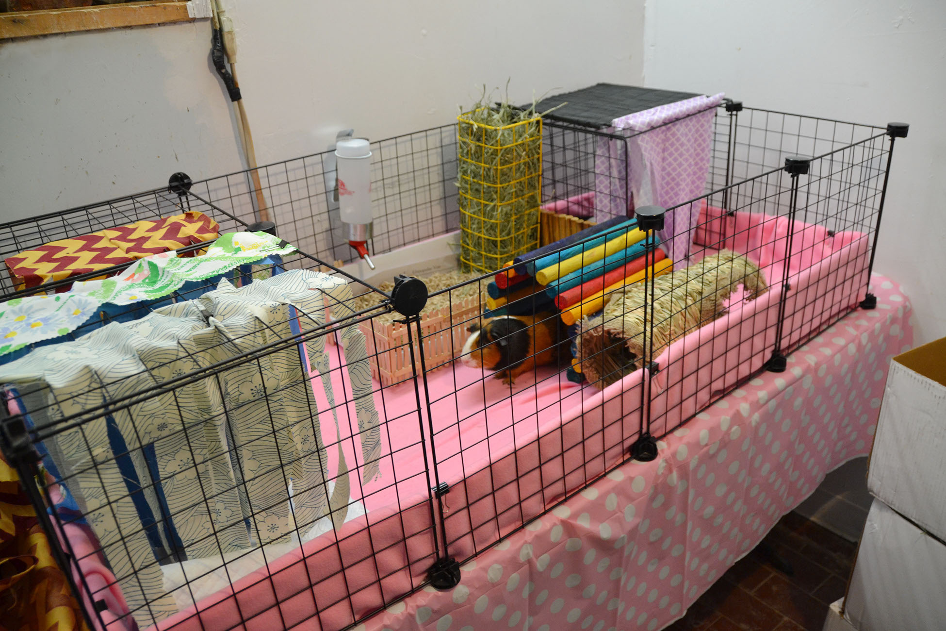 Igloo guinea best sale pig hutch